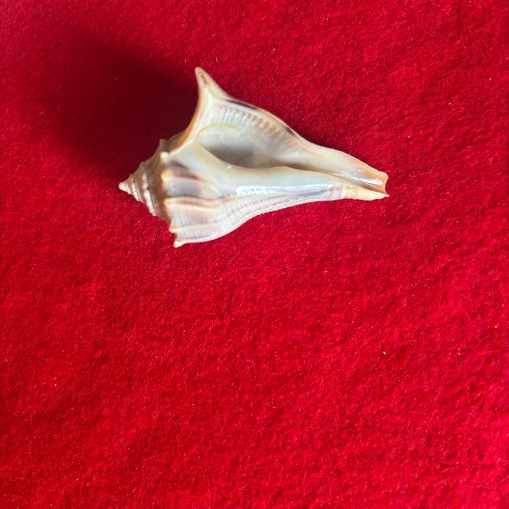Assorted Seashell Collection - Picture 15 of 16